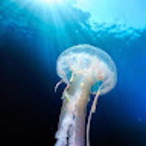 Meet your Posher, Vincent isabel